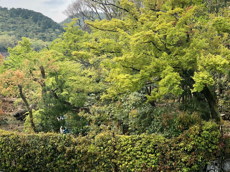 成人式は前撮りがおススメです！の画像