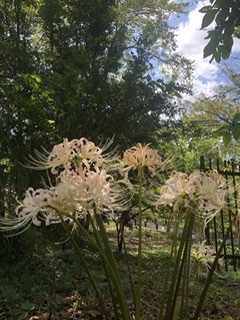 今日は中秋の名月‥秋ですねーの画像